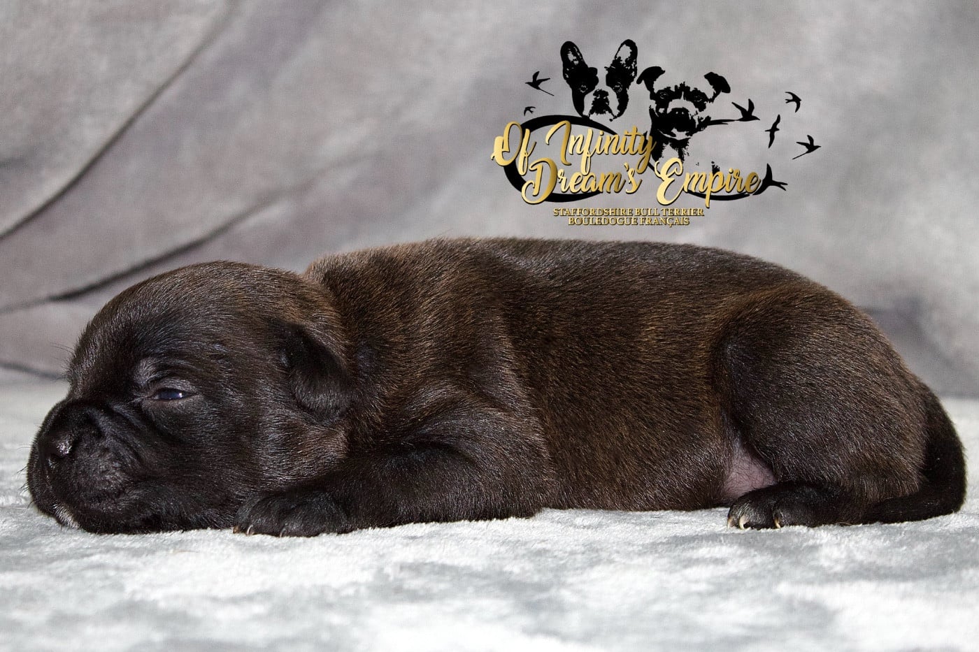 Chiot N°4