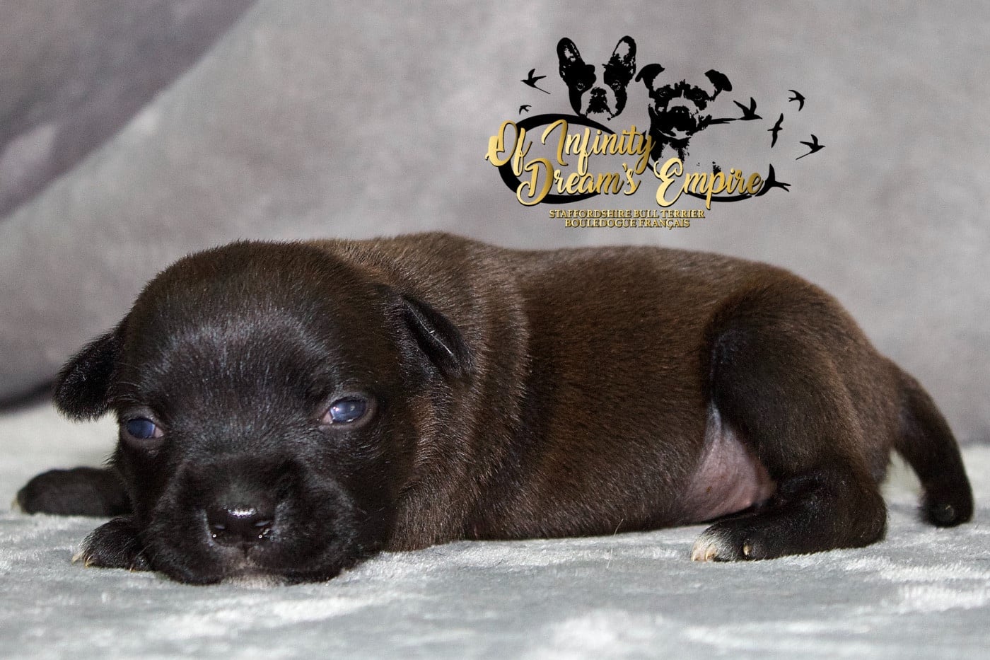 Chiot N°5