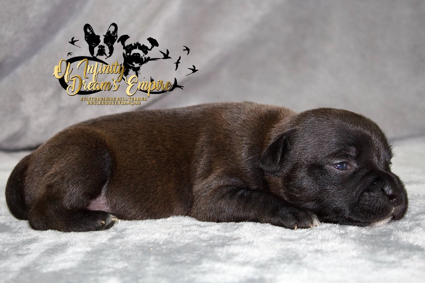 Chiot N°5