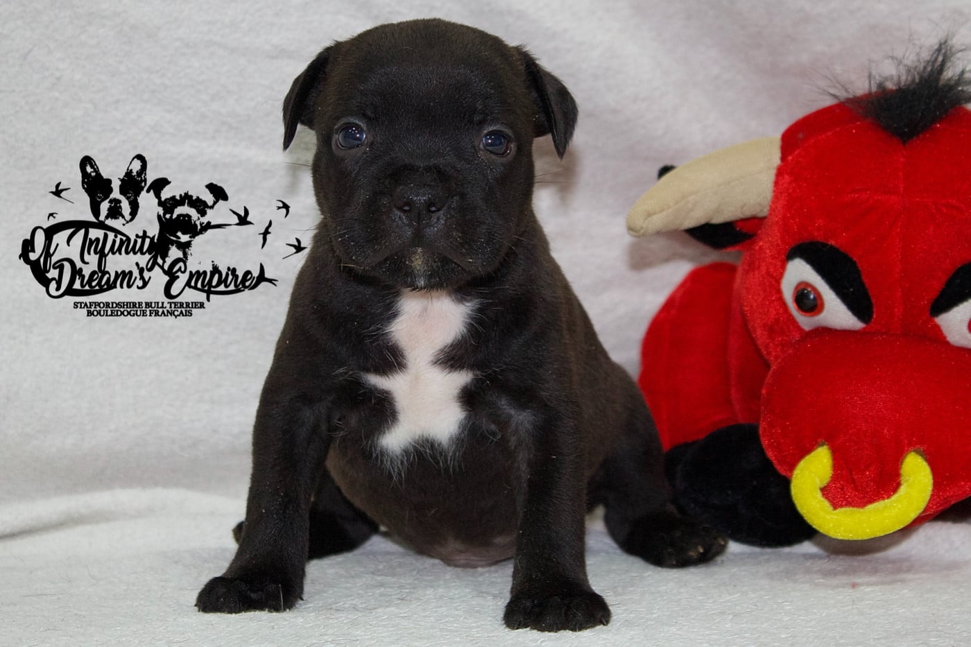 Chiot N°1