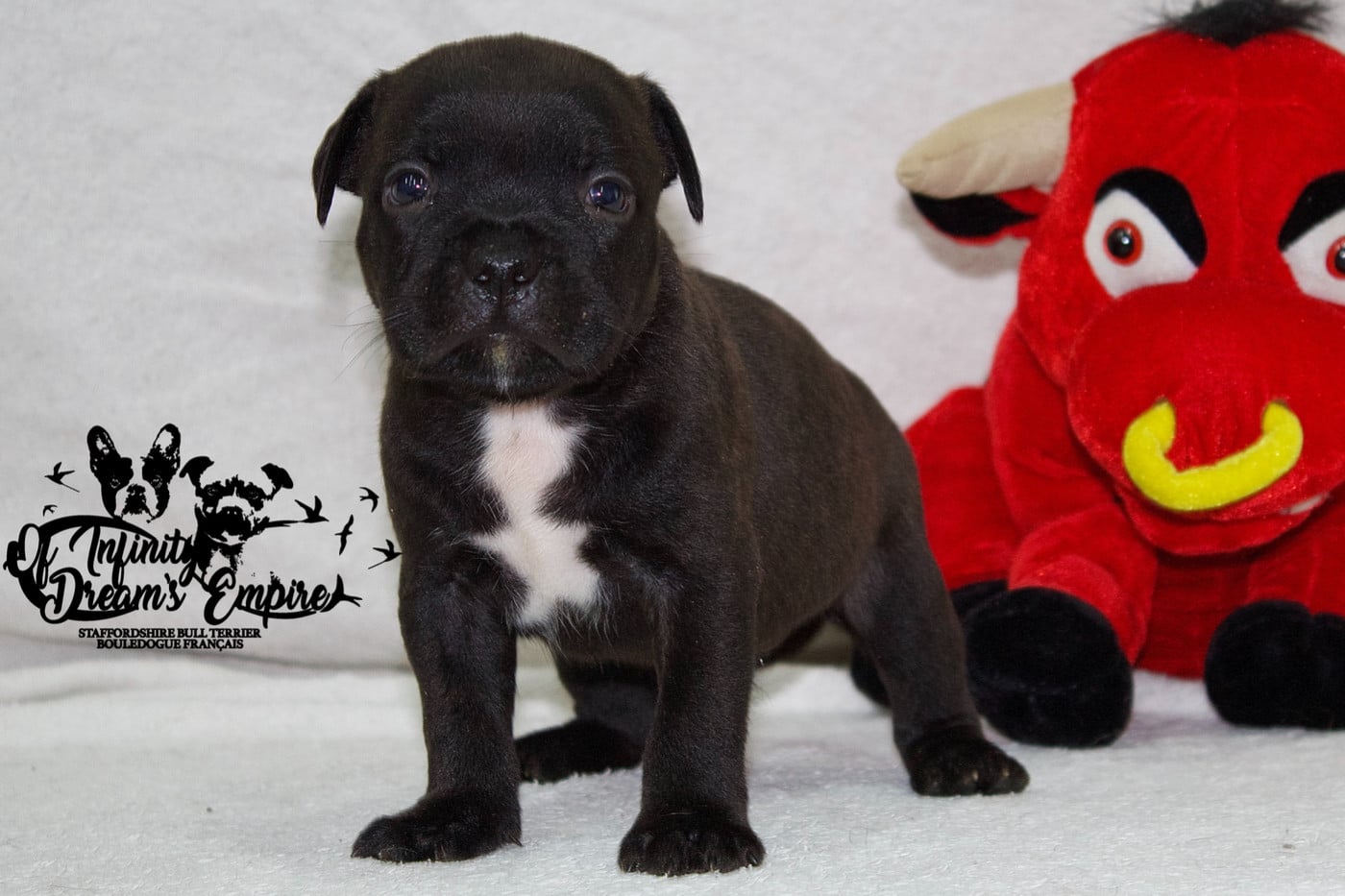 Chiot N°1