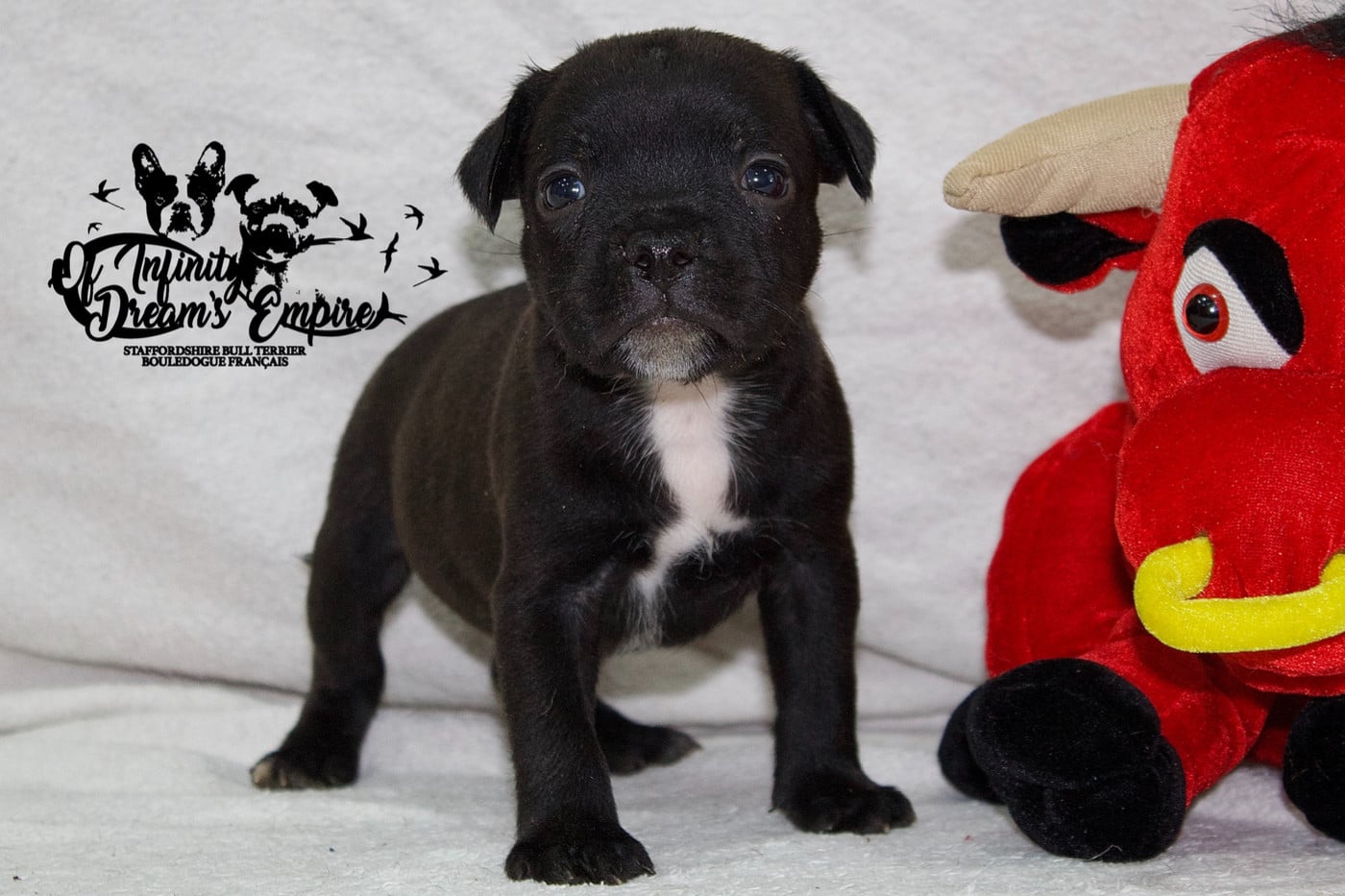 Chiot N°2