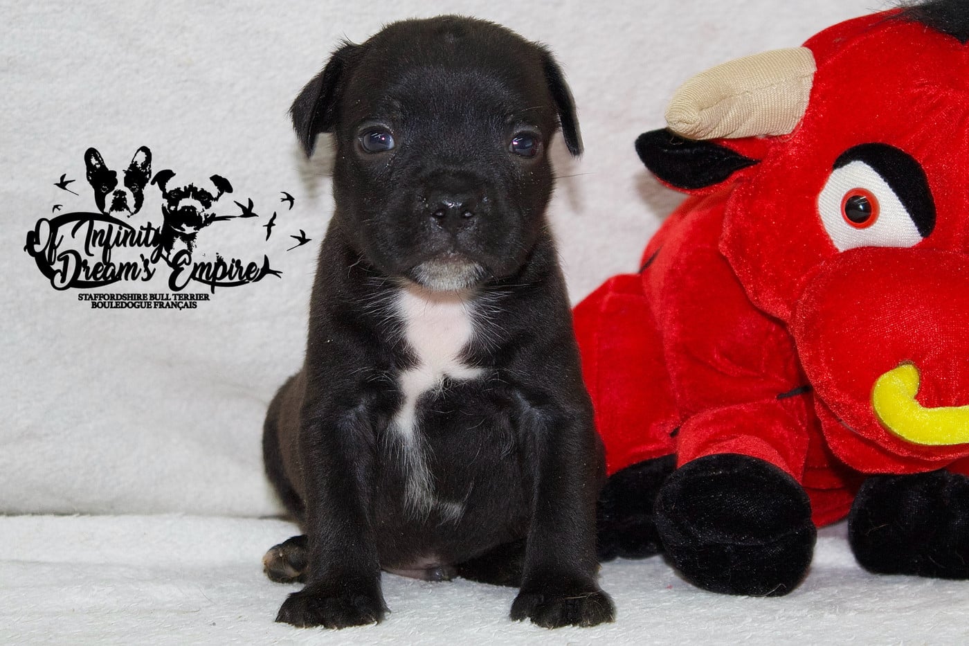 Chiot N°2