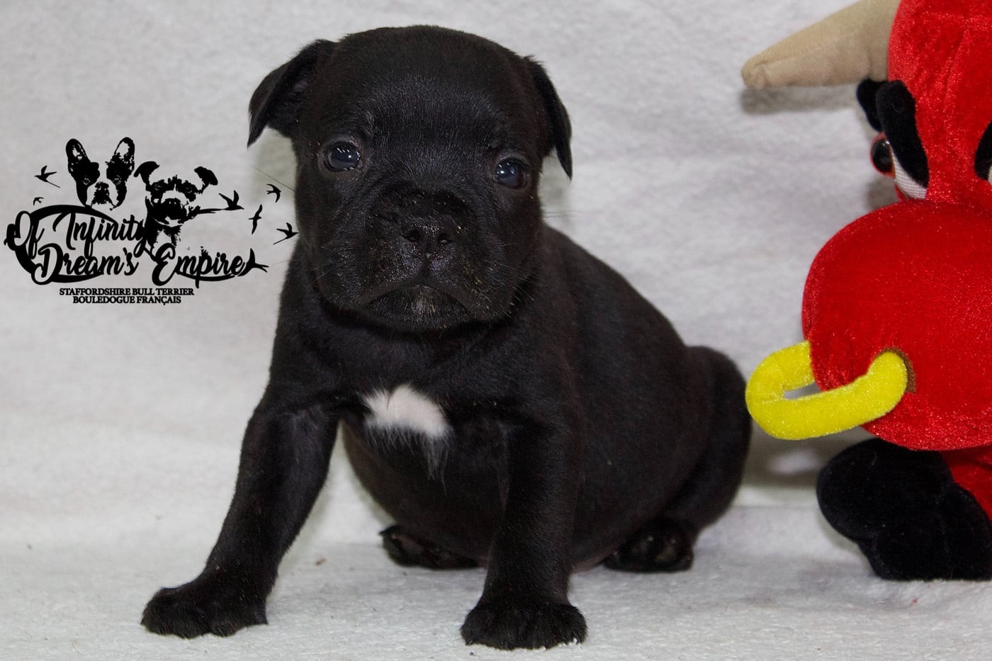 Chiot N°3