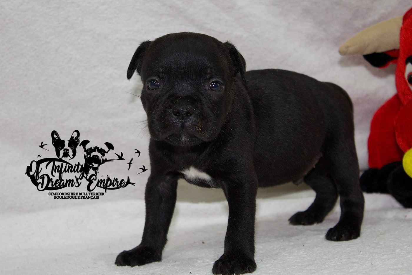 Chiot N°3