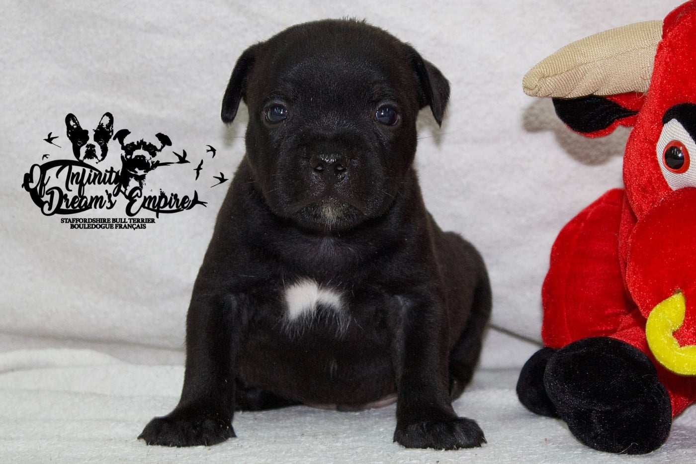 Chiot N°4