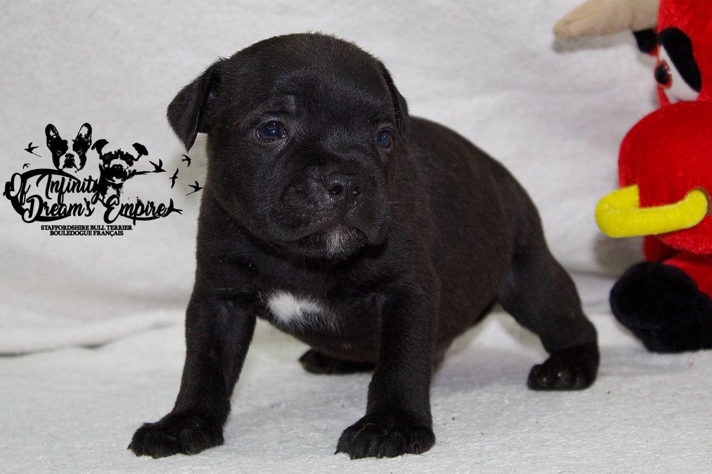 Chiot N°4
