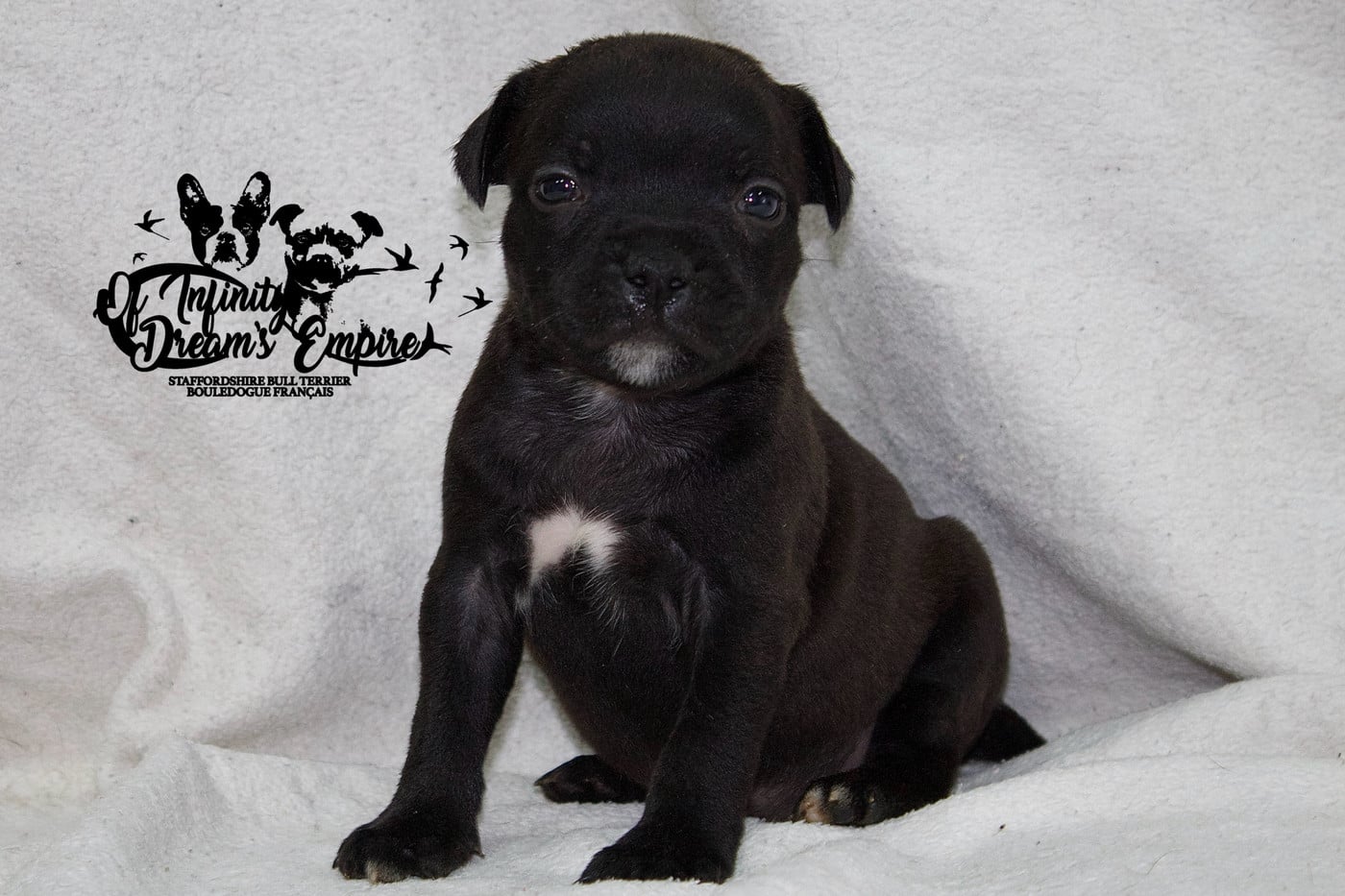 Chiot N°5