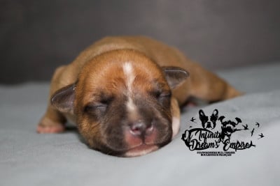 Les chiots de Staffordshire Bull Terrier