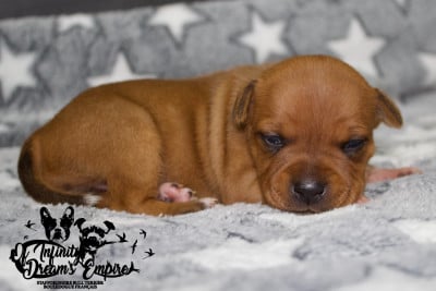 Les chiots de Staffordshire Bull Terrier