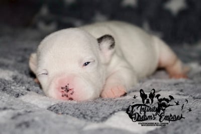 Les chiots de Staffordshire Bull Terrier