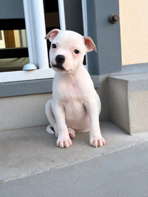 Les chiots de Staffordshire Bull Terrier