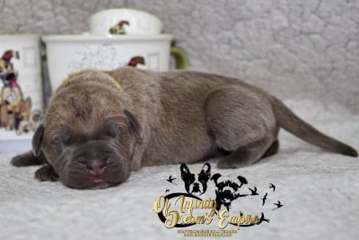 Les chiots de Cane Corso