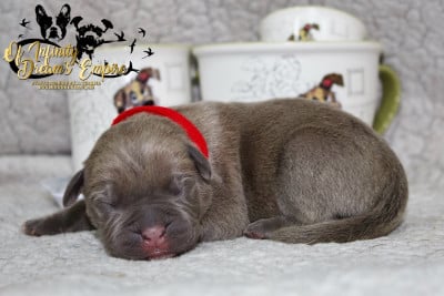 Les chiots de Cane Corso