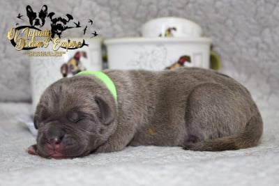 Les chiots de Cane Corso