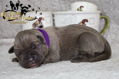 Les chiots de Cane Corso