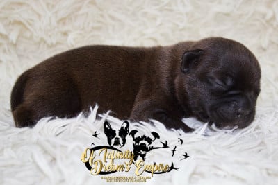 Les chiots de Staffordshire Bull Terrier