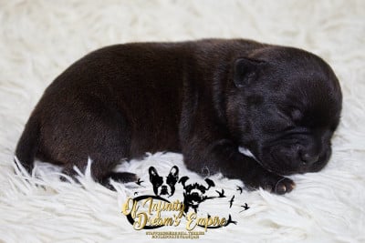 Les chiots de Staffordshire Bull Terrier