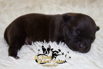 Les chiots de Staffordshire Bull Terrier
