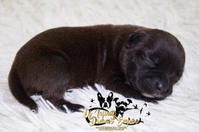 Les chiots de Staffordshire Bull Terrier