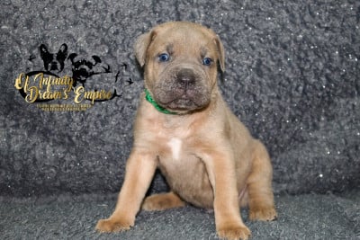 Les chiots de Cane Corso