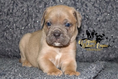 Les chiots de Cane Corso