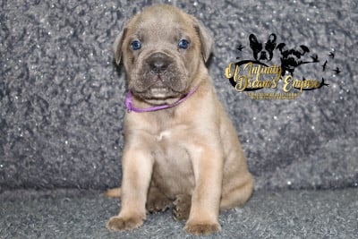Les chiots de Cane Corso