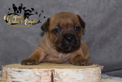 Les chiots de Staffordshire Bull Terrier