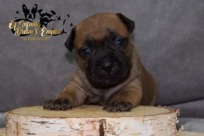 Les chiots de Staffordshire Bull Terrier