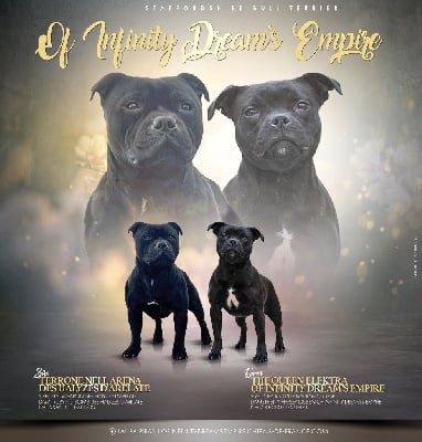 Staffordshire Bull Terrier - Of Infinity Dream’s Empire