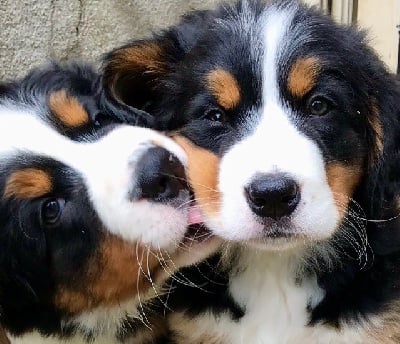 du Loup de la Roche des Vents