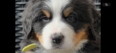 Les chiots de Bouvier Bernois