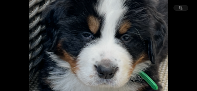 Les chiots de Bouvier Bernois