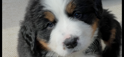 Les chiots de Bouvier Bernois