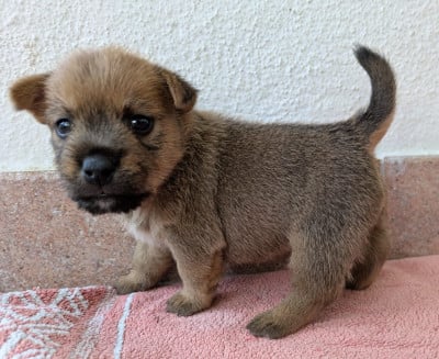 Les chiots de Norwich Terrier
