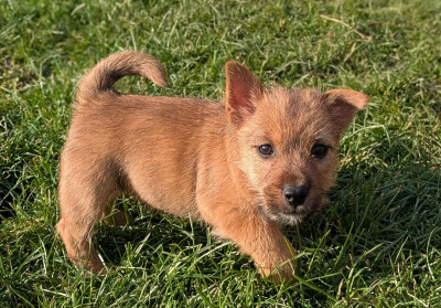 Les chiots de Norwich Terrier