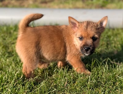 Les chiots de Norwich Terrier