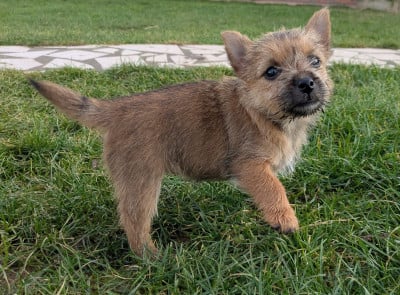 Les chiots de Norwich Terrier