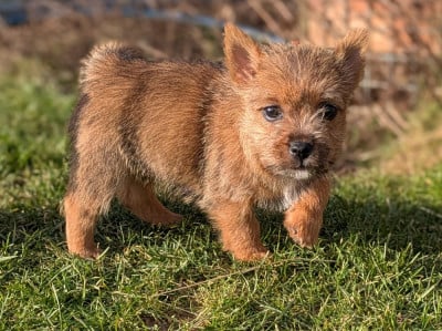 Les chiots de Norwich Terrier