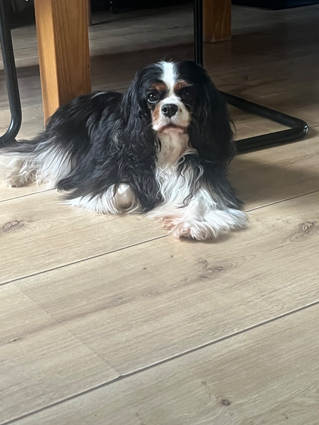 CH. No limit du Palais des Calins - 1er Excellent CACS-V Meilleur Vétéran Meilleur de Sexe Opposé