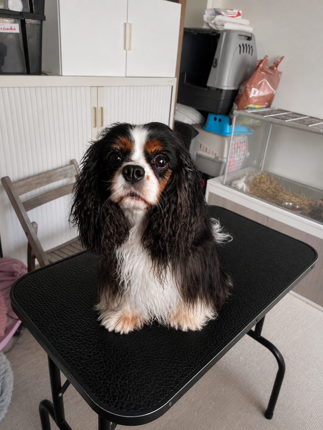 CH. No limit du Palais des Calins - 1er Excellent CACS