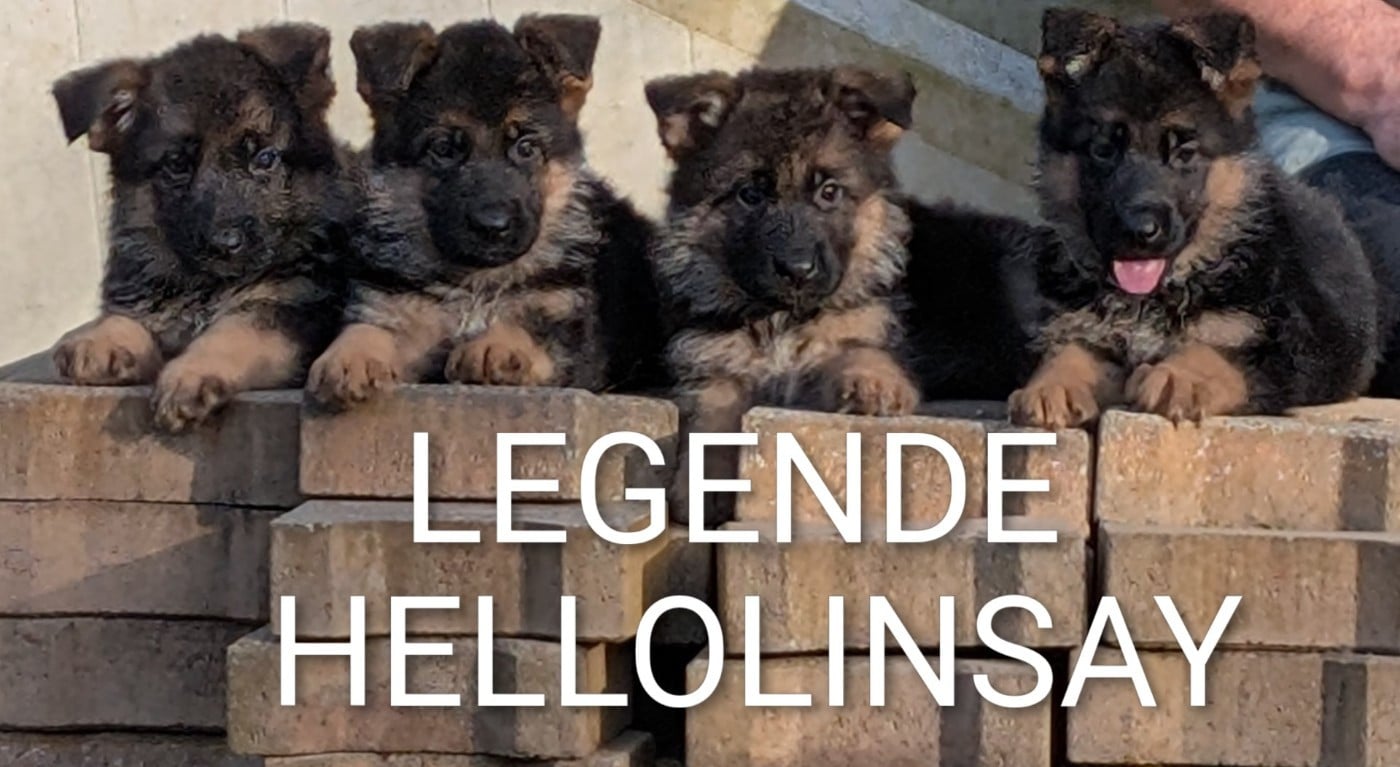 Berger Allemand - de La Légende Hellolinsay