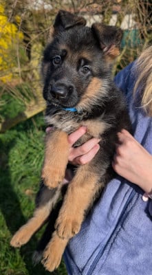 Les chiots de Berger Allemand