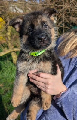 Les chiots de Berger Allemand