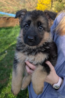 Les chiots de Berger Allemand