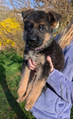 Les chiots de Berger Allemand