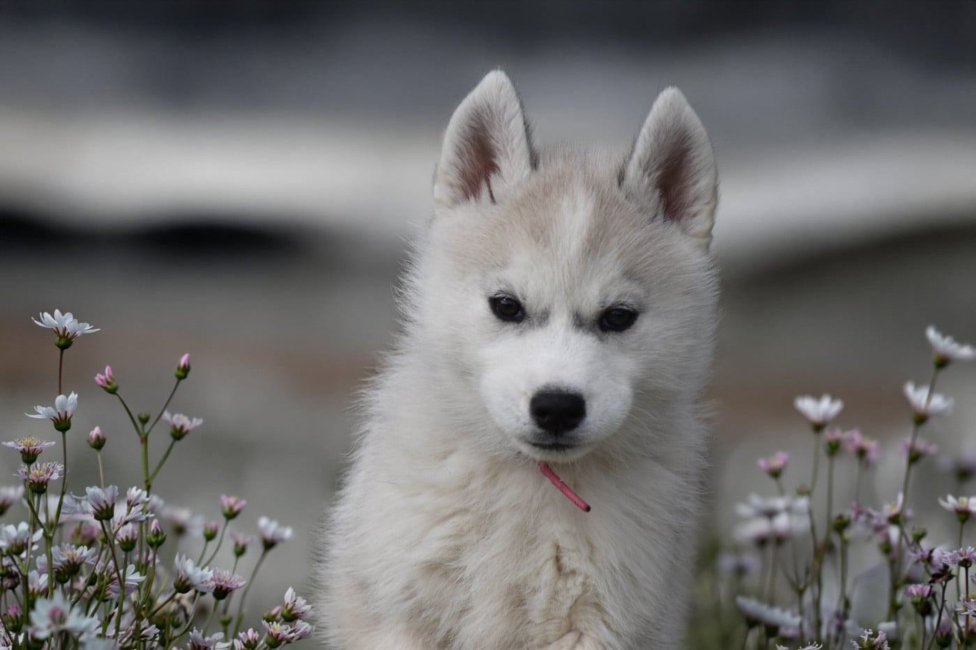 Siberian Husky - Siberian Southeast
