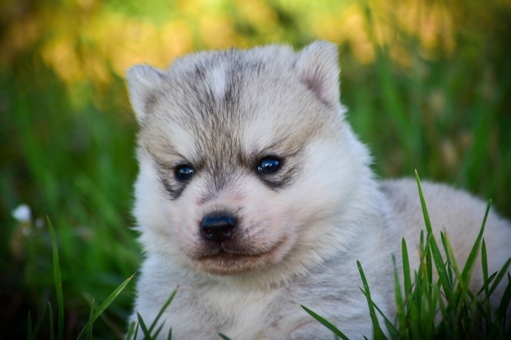 CHIOT - Siberian Husky