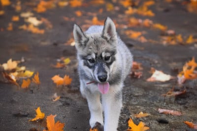 Les chiots de Siberian Husky