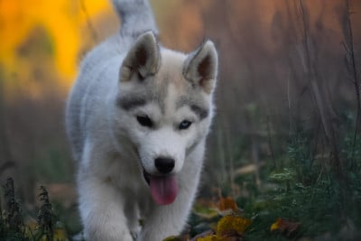 Les chiots de Siberian Husky